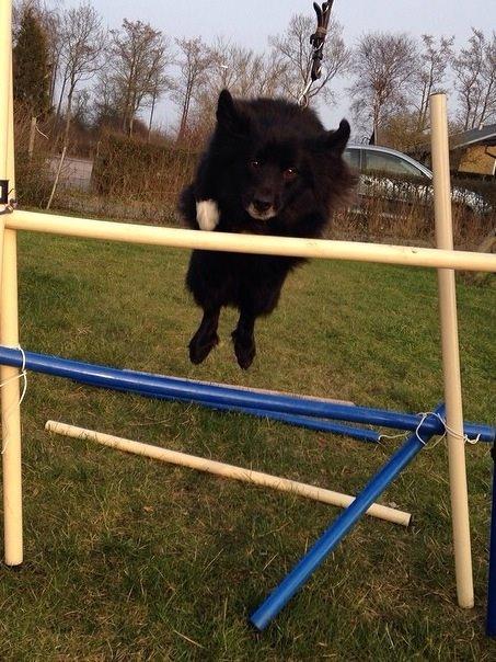 Islandsk fårehund Victor  billede 30