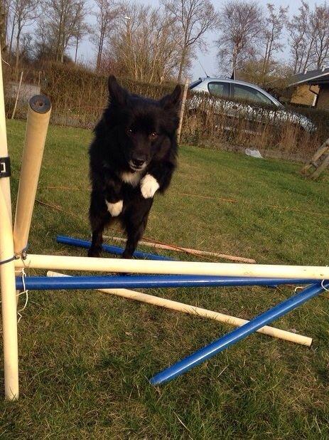 Islandsk fårehund Victor  billede 31