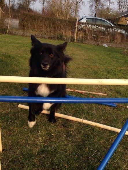 Islandsk fårehund Victor  billede 32