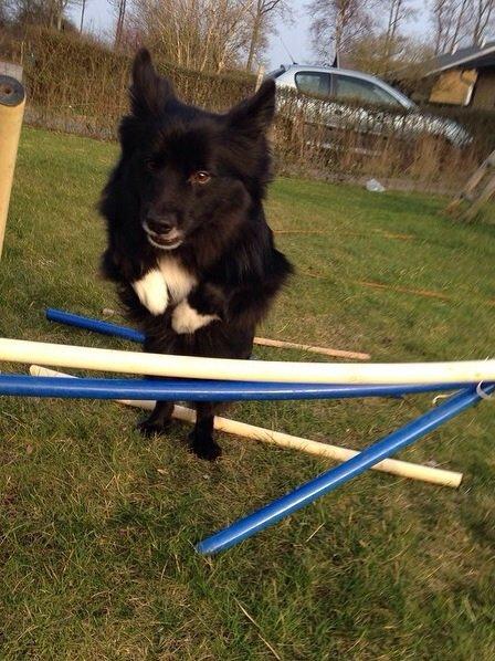 Islandsk fårehund Victor  billede 33