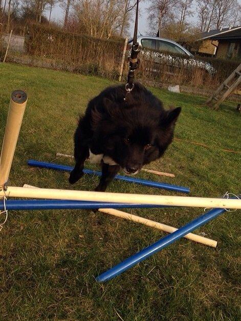 Islandsk fårehund Victor  billede 34