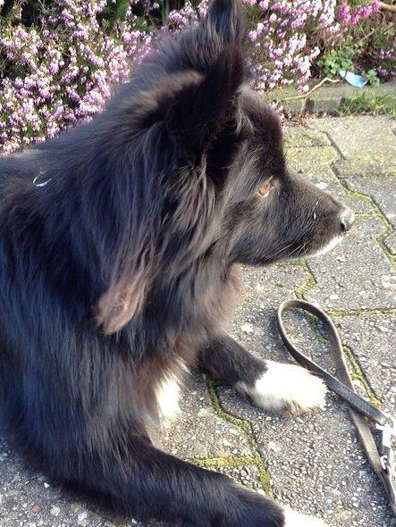 Islandsk fårehund Victor  billede 35