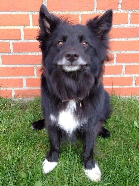 Islandsk fårehund Victor  billede 36