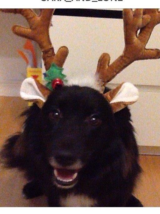 Islandsk fårehund Victor  billede 37