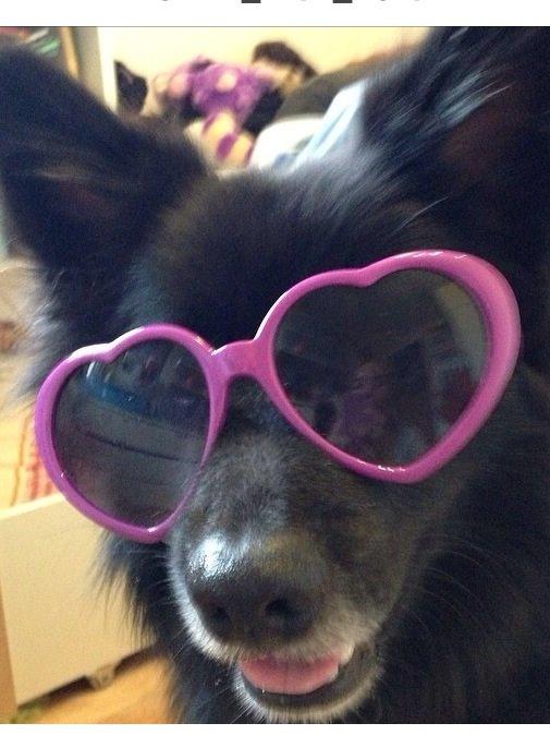 Islandsk fårehund Victor  billede 38