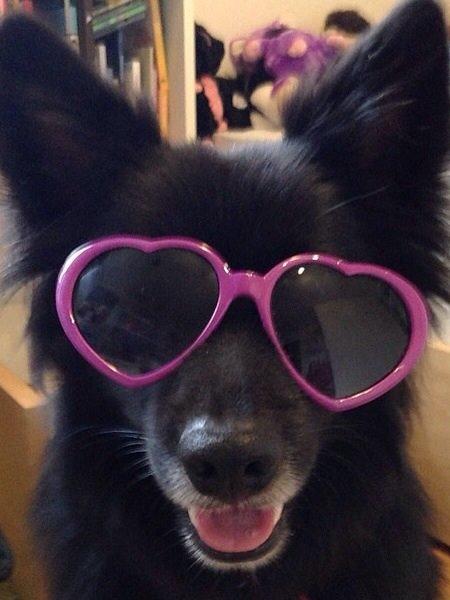 Islandsk fårehund Victor  billede 39