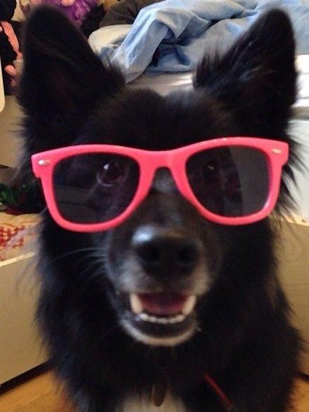 Islandsk fårehund Victor  billede 41