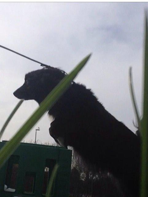 Islandsk fårehund Victor  billede 40