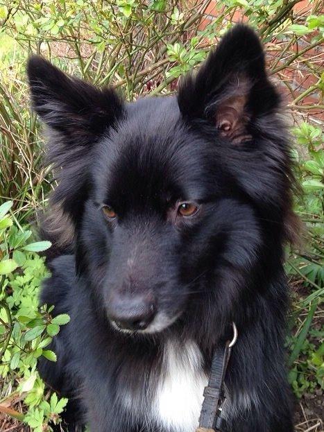 Islandsk fårehund Victor  billede 44