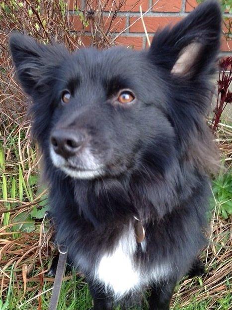 Islandsk fårehund Victor  billede 42