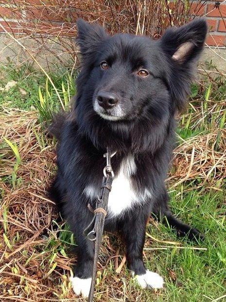 Islandsk fårehund Victor  billede 43