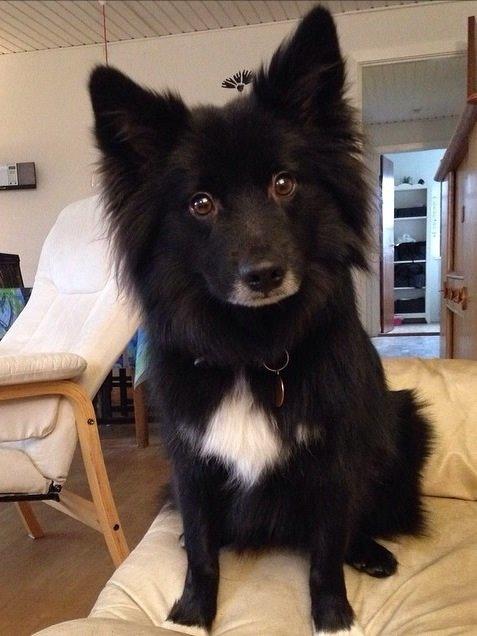 Islandsk fårehund Victor  billede 45