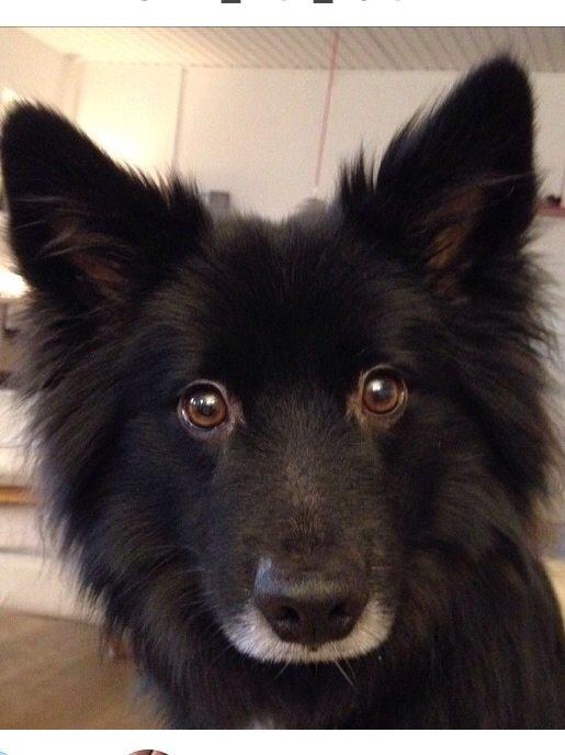 Islandsk fårehund Victor  billede 46