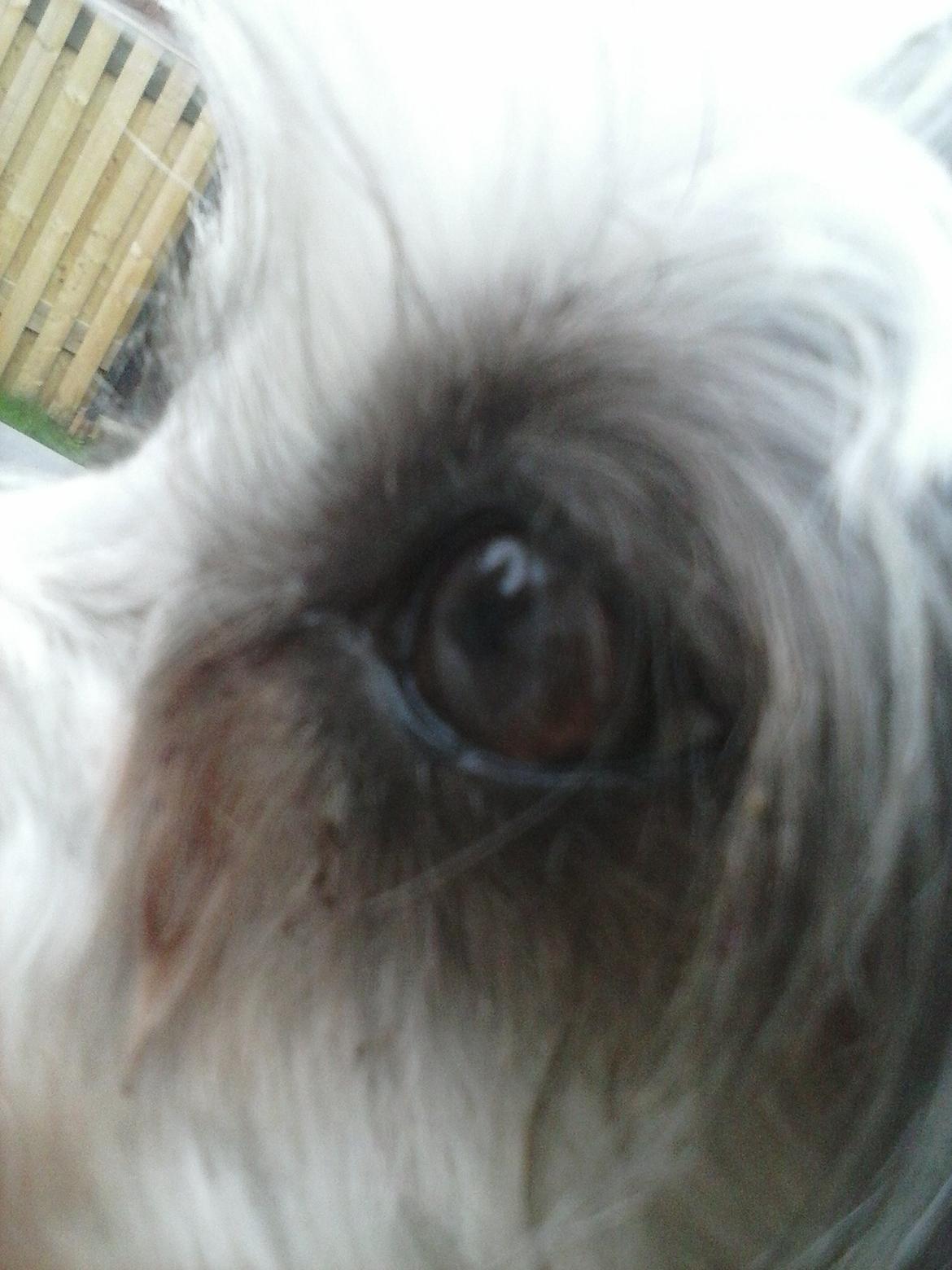 Løwchen Shiba billede 1