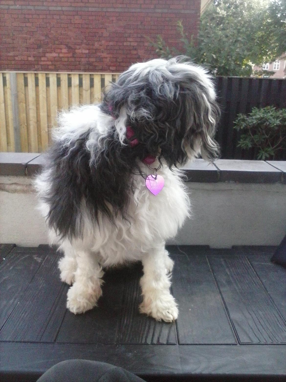 Løwchen Shiba billede 2