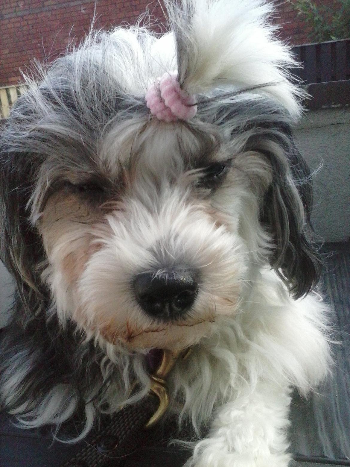 Løwchen Shiba billede 3