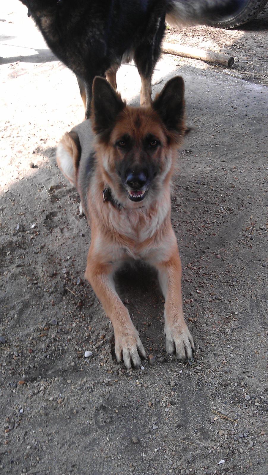 Schæferhund zille billede 1