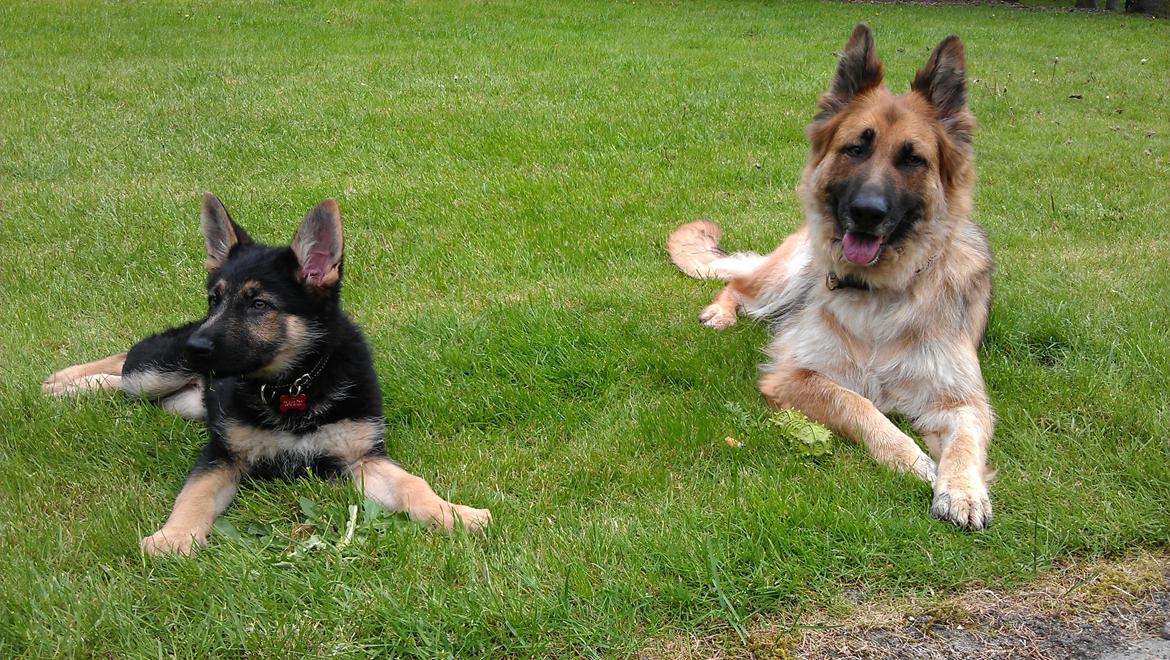 Schæferhund zille billede 2