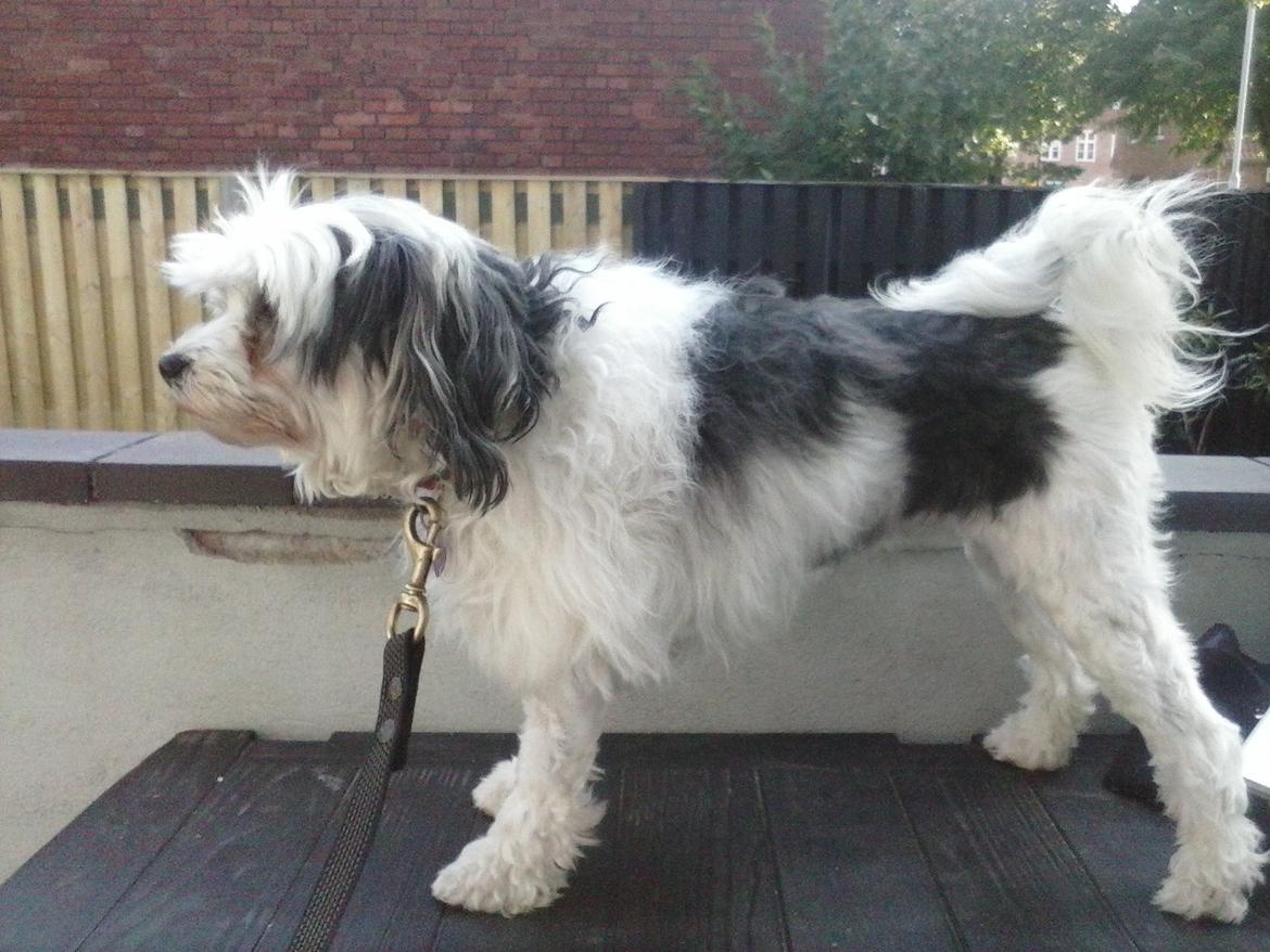 Løwchen Shiba billede 4