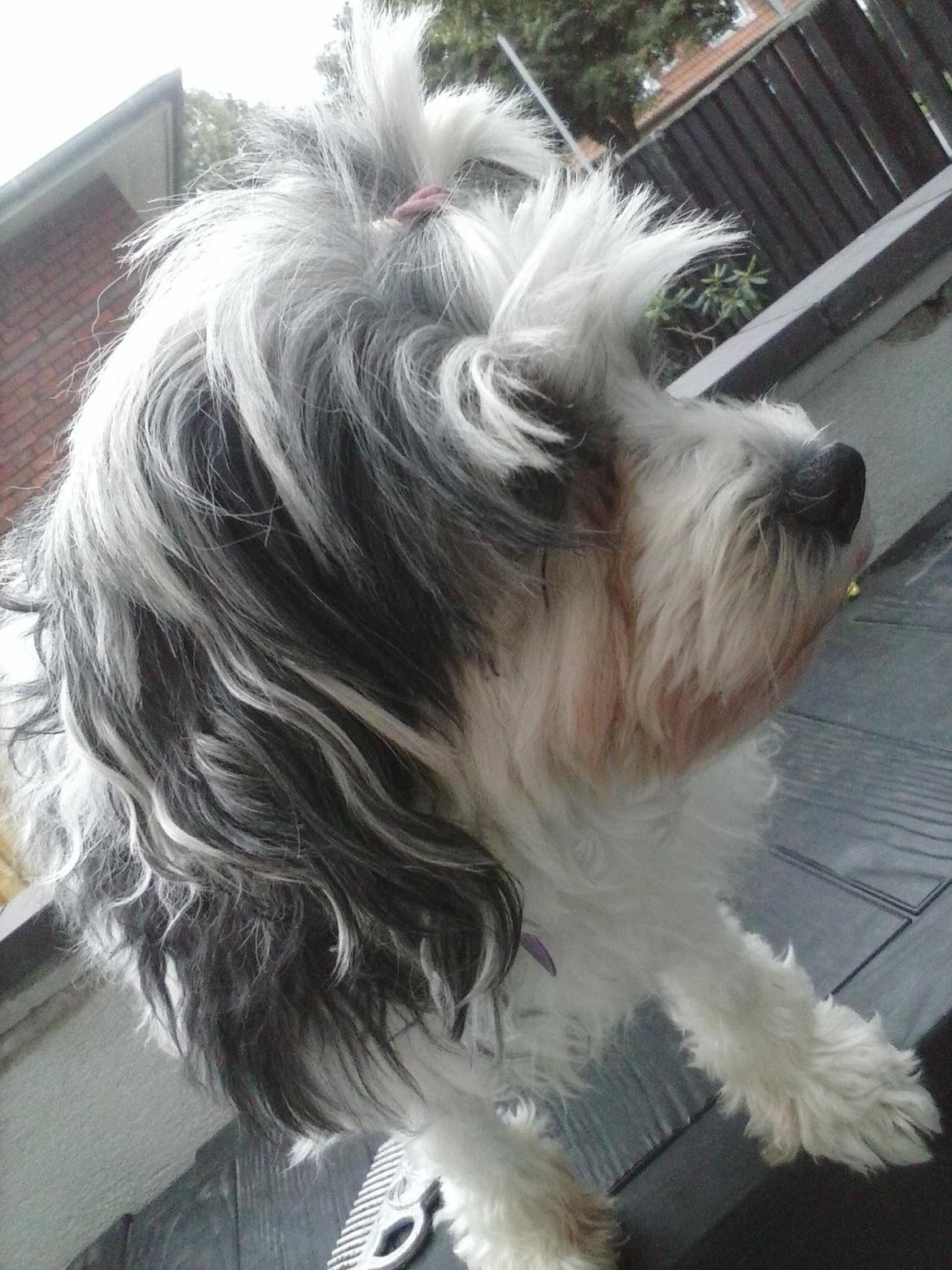 Løwchen Shiba billede 6