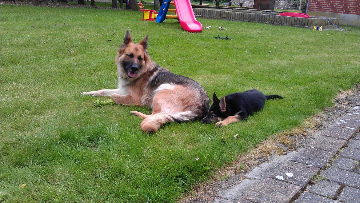 Schæferhund zille billede 3