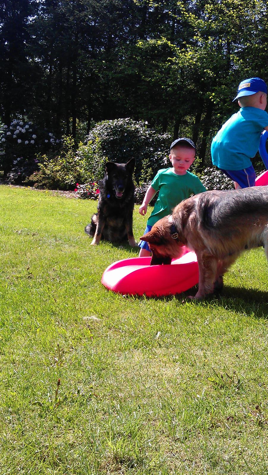 Schæferhund zille billede 4