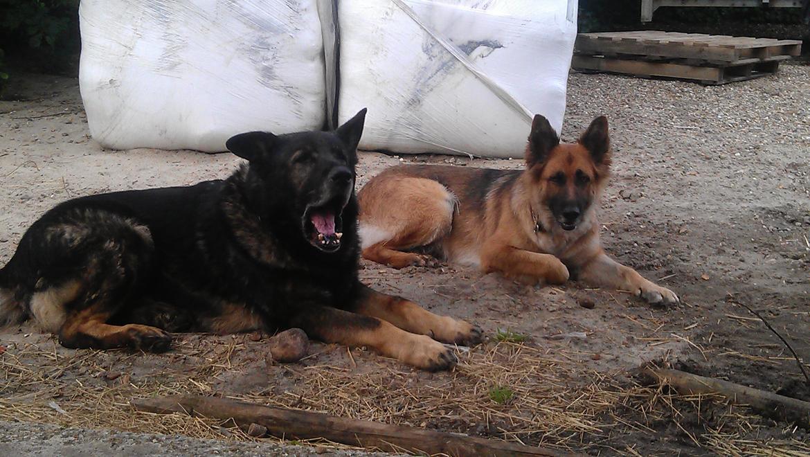 Schæferhund zille billede 5