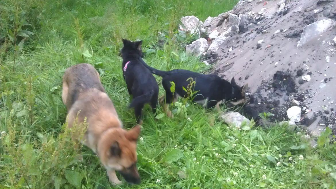 Schæferhund zille billede 6