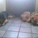 Schæferhund zille billede 7