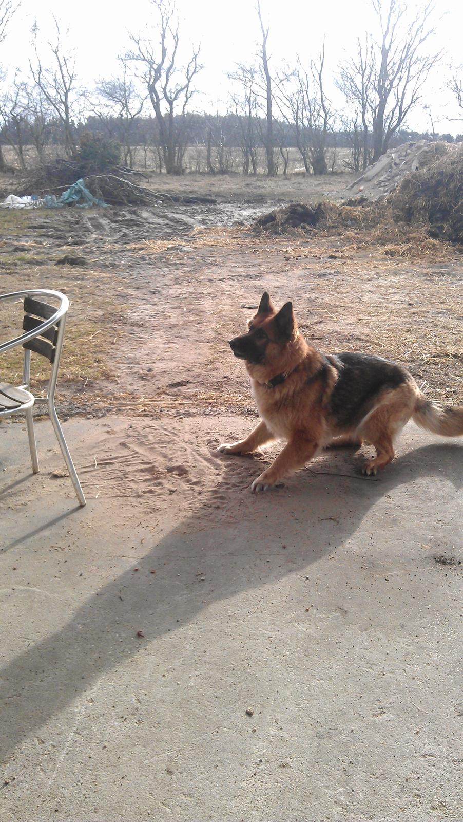 Schæferhund zille billede 8