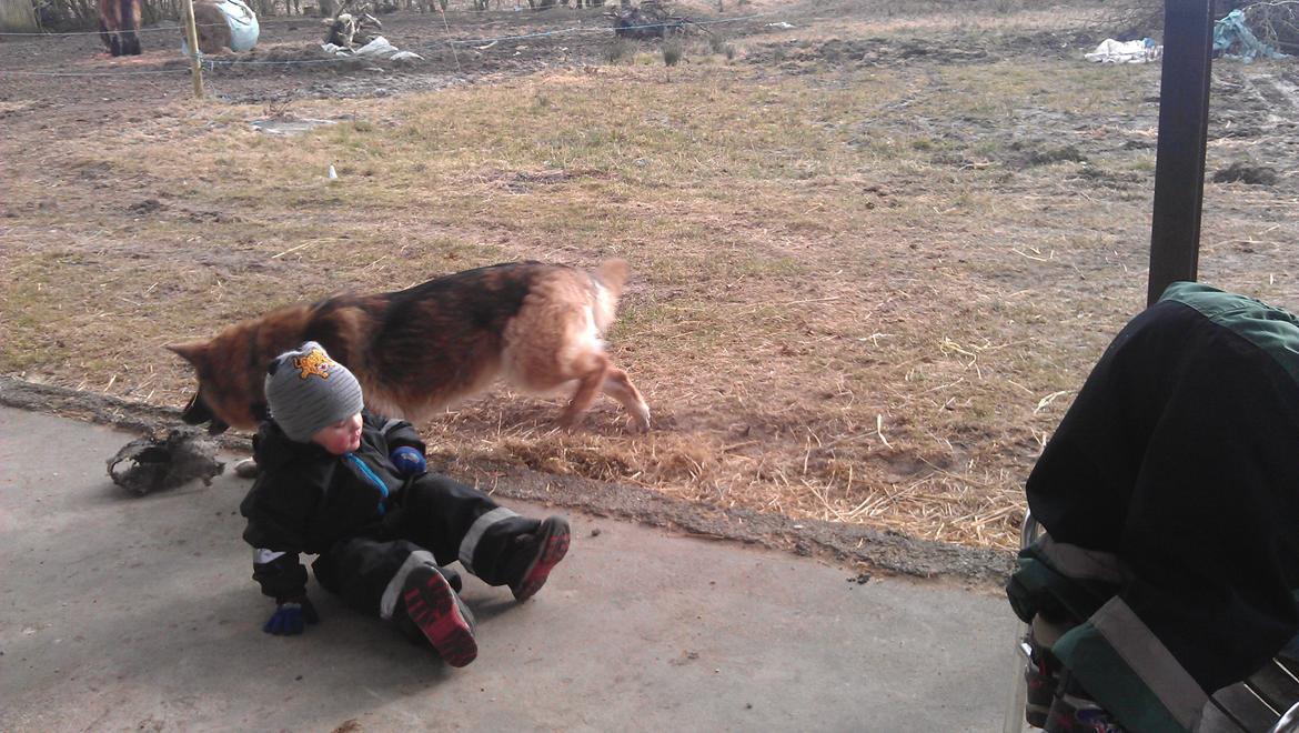 Schæferhund zille billede 9