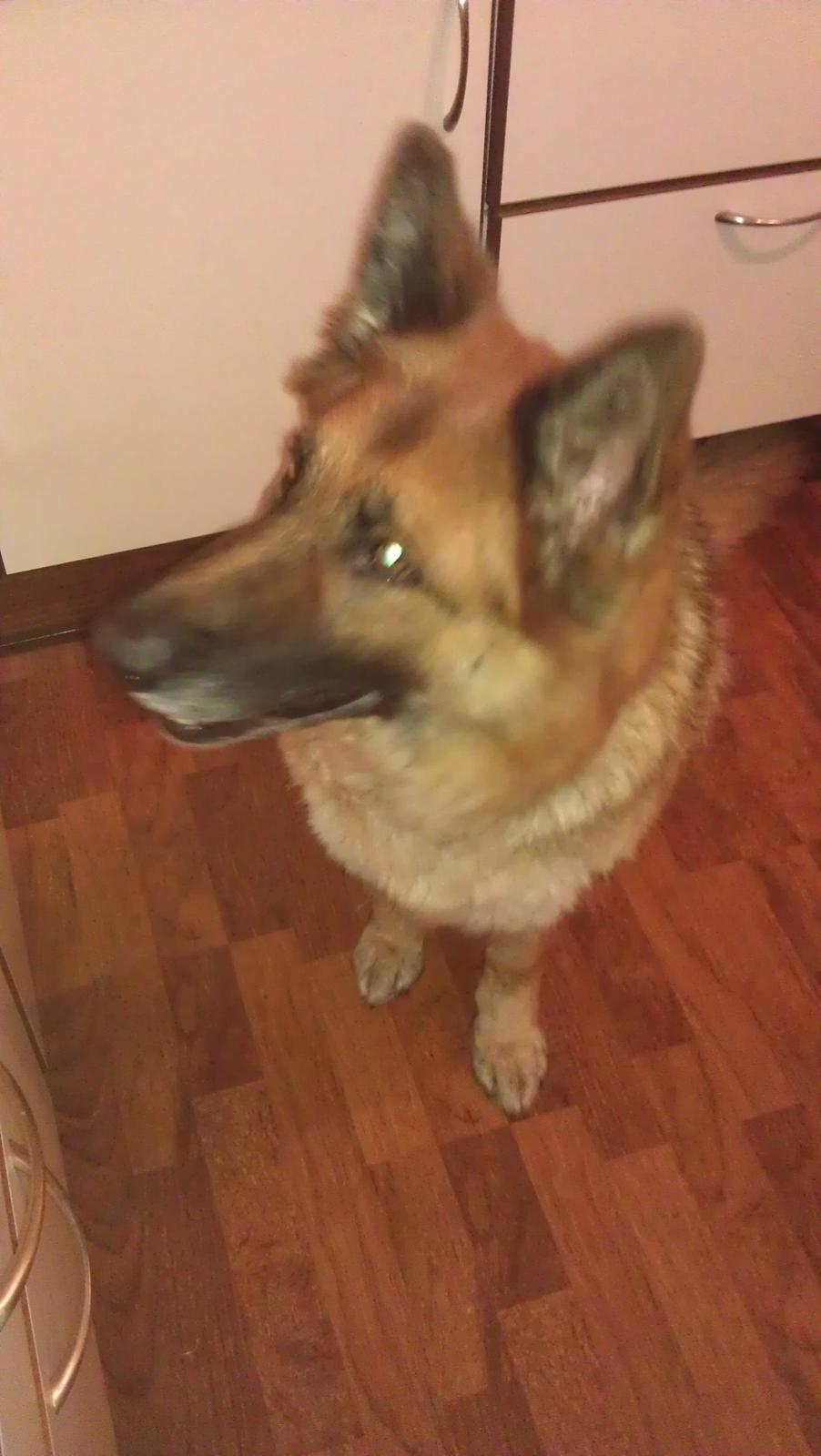 Schæferhund zille billede 10