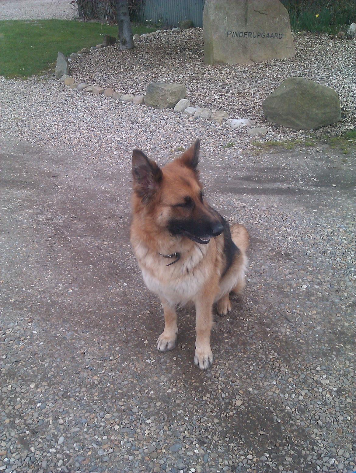 Schæferhund zille billede 11