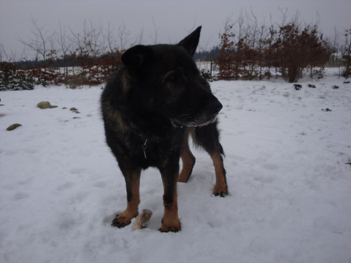 Schæferhund CArlos billede 1