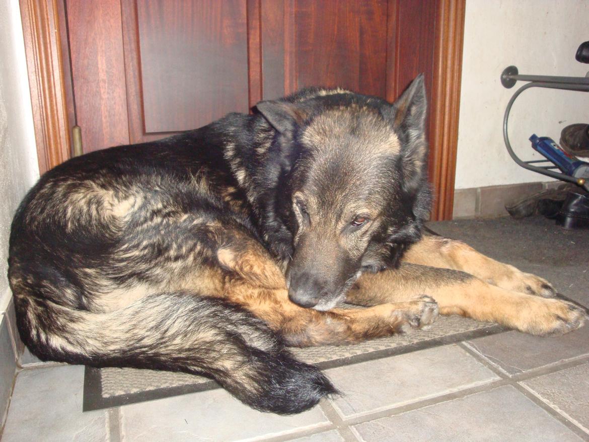 Schæferhund CArlos billede 2