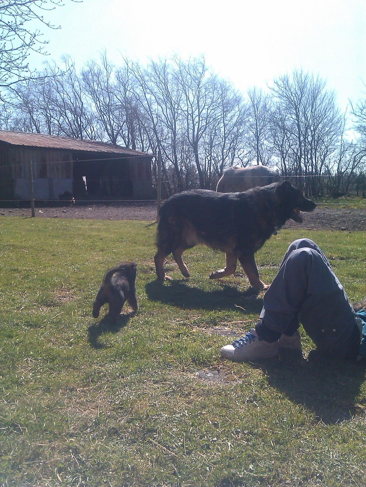 Schæferhund CArlos billede 3