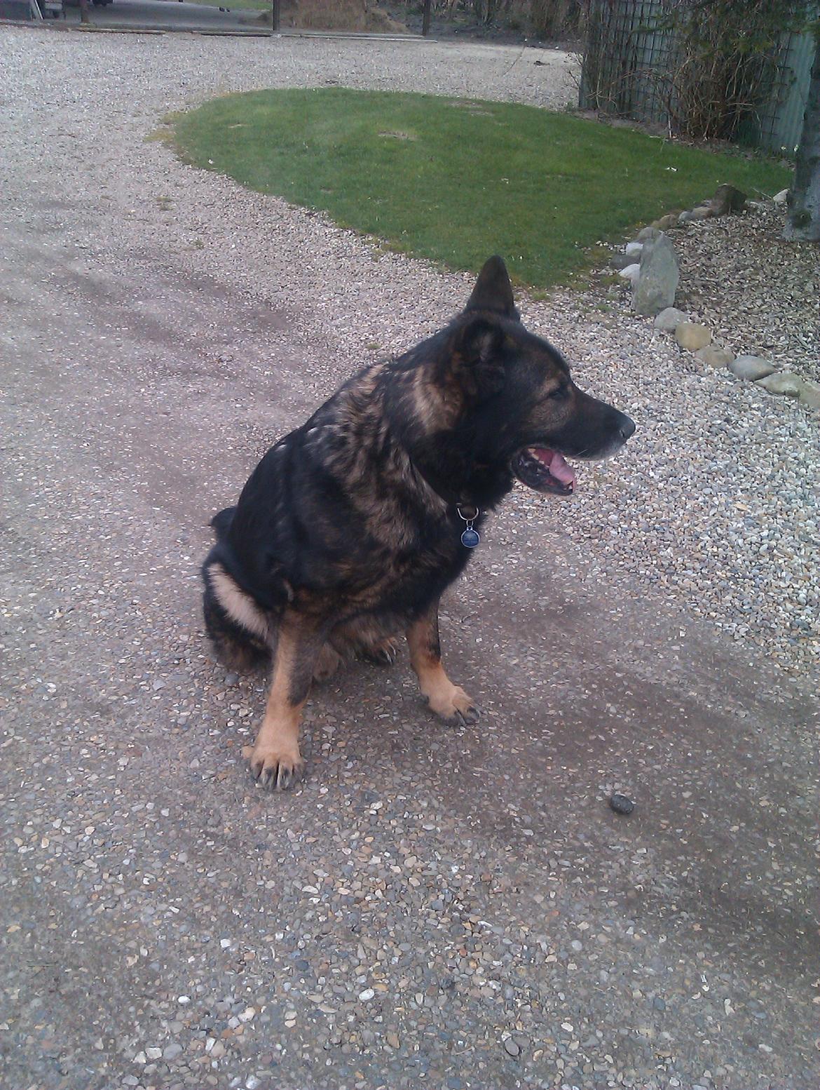 Schæferhund CArlos billede 4