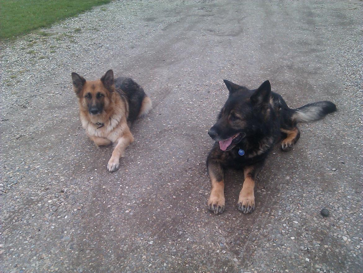 Schæferhund CArlos billede 5