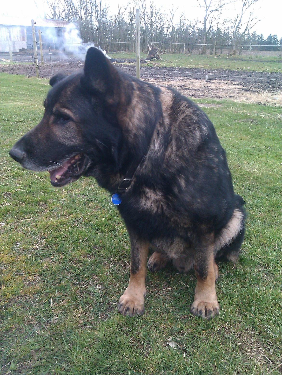 Schæferhund CArlos billede 6