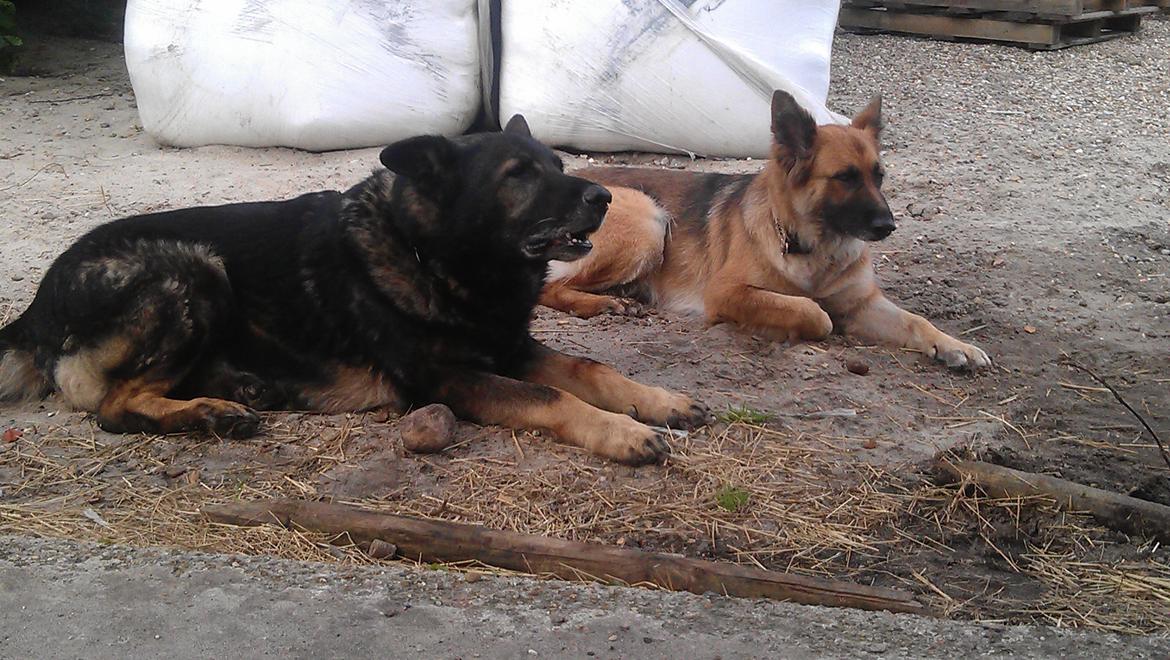 Schæferhund CArlos billede 7