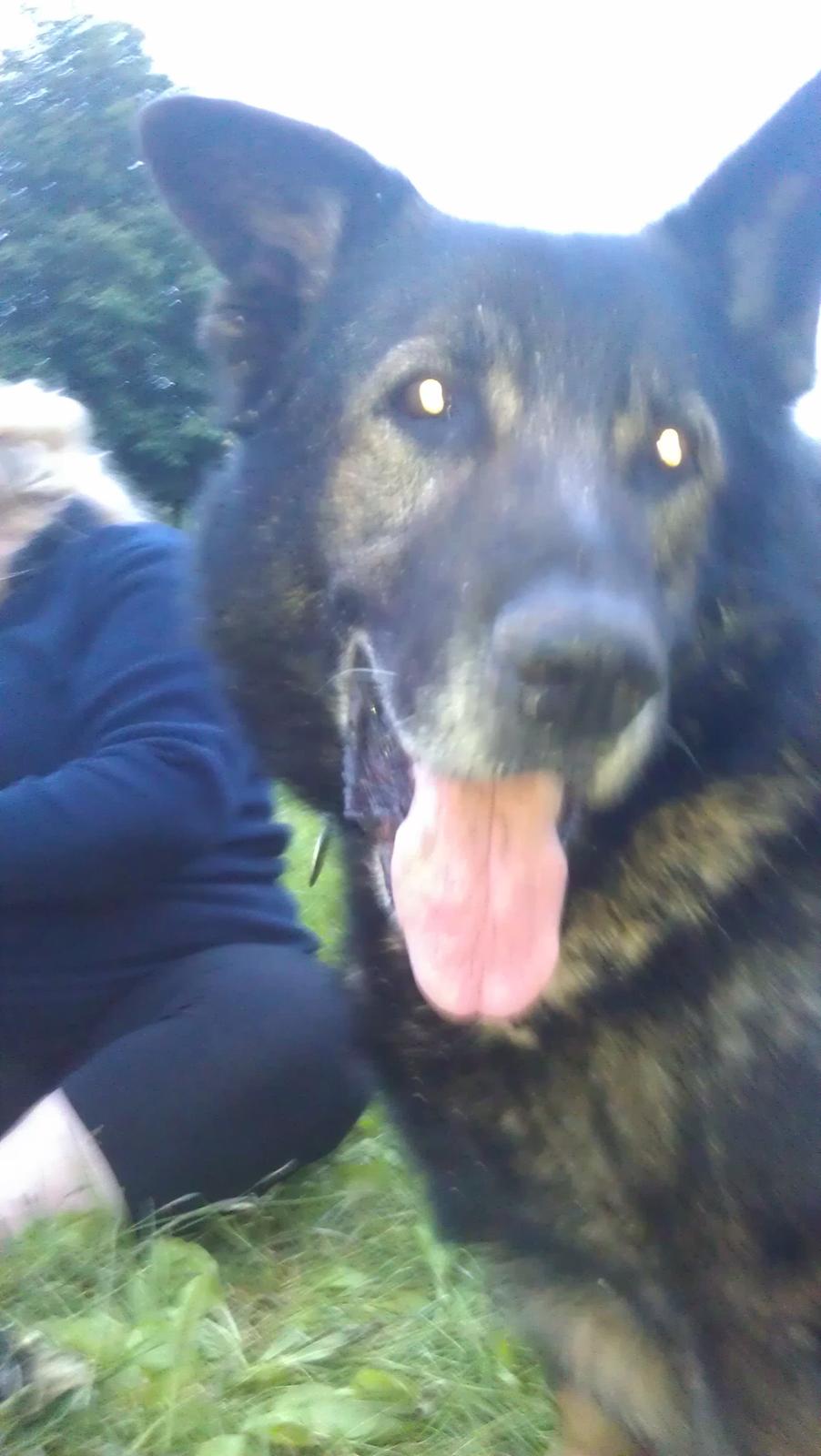 Schæferhund CArlos billede 8