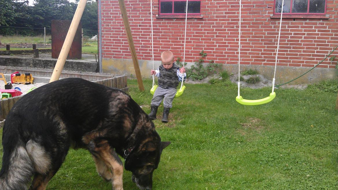 Schæferhund CArlos billede 9