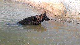 Schæferhund CArlos billede 10