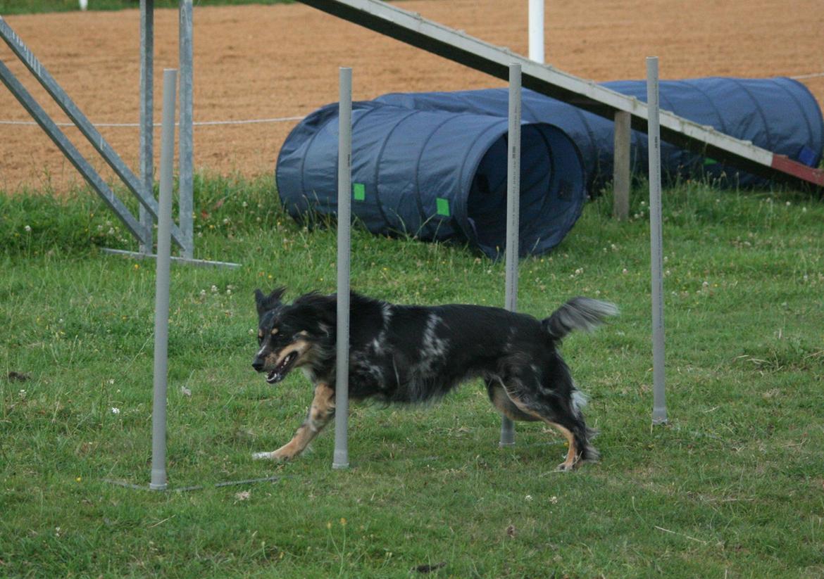 Blanding af racer Merci 6 år <3 billede 44