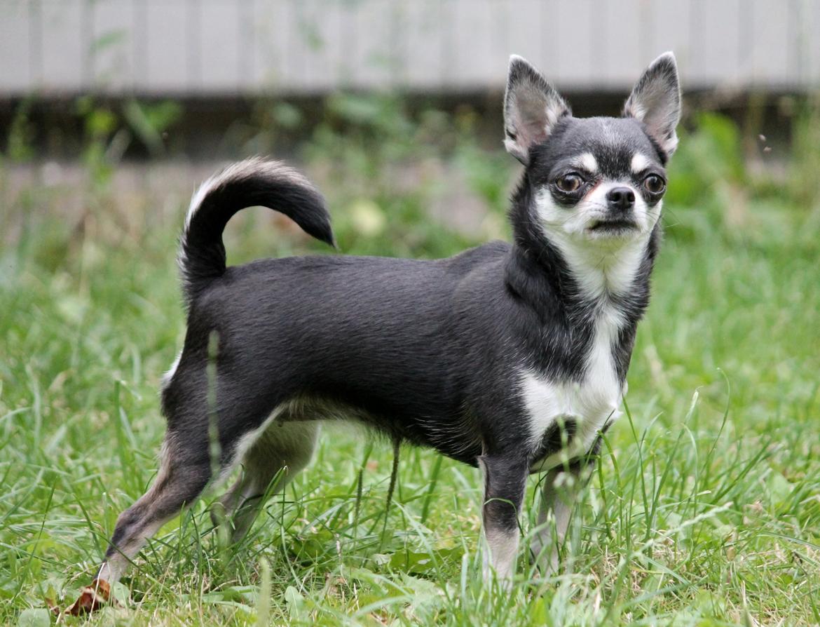 Chihuahua Chihuanas Blueberry Yum Yum - Evee - Min smukke gråulv <3 juli 2014 billede 5