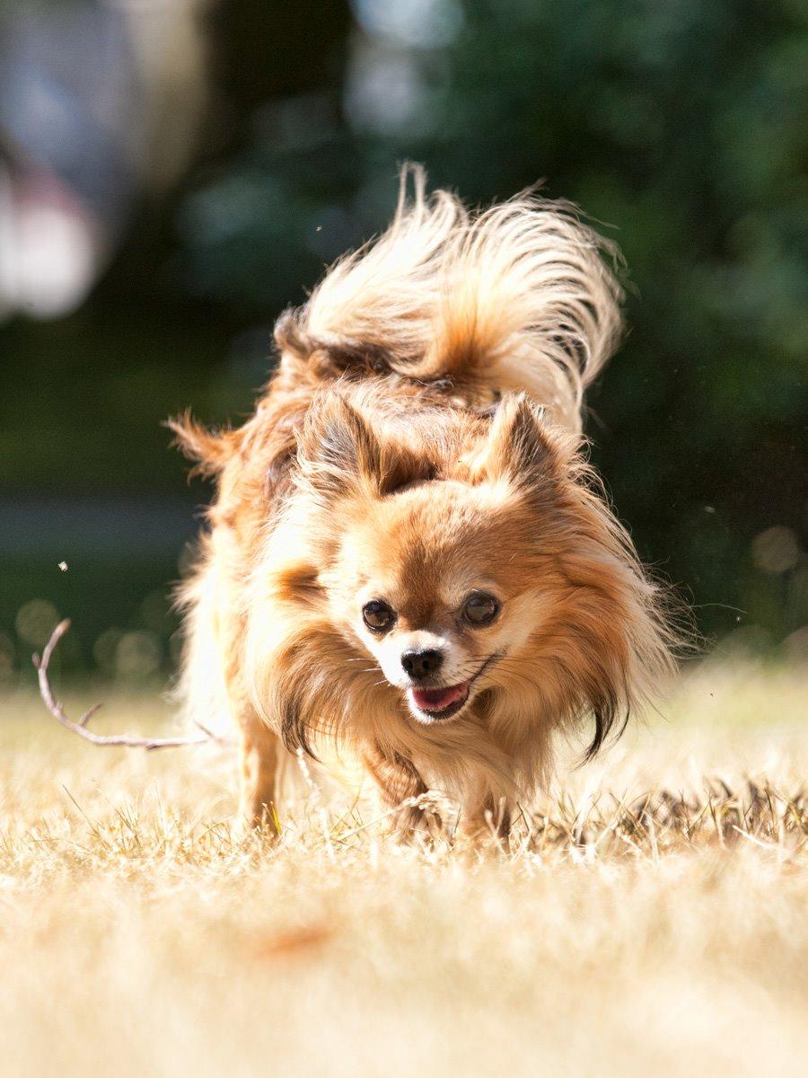 Chihuahua Armani billede 1