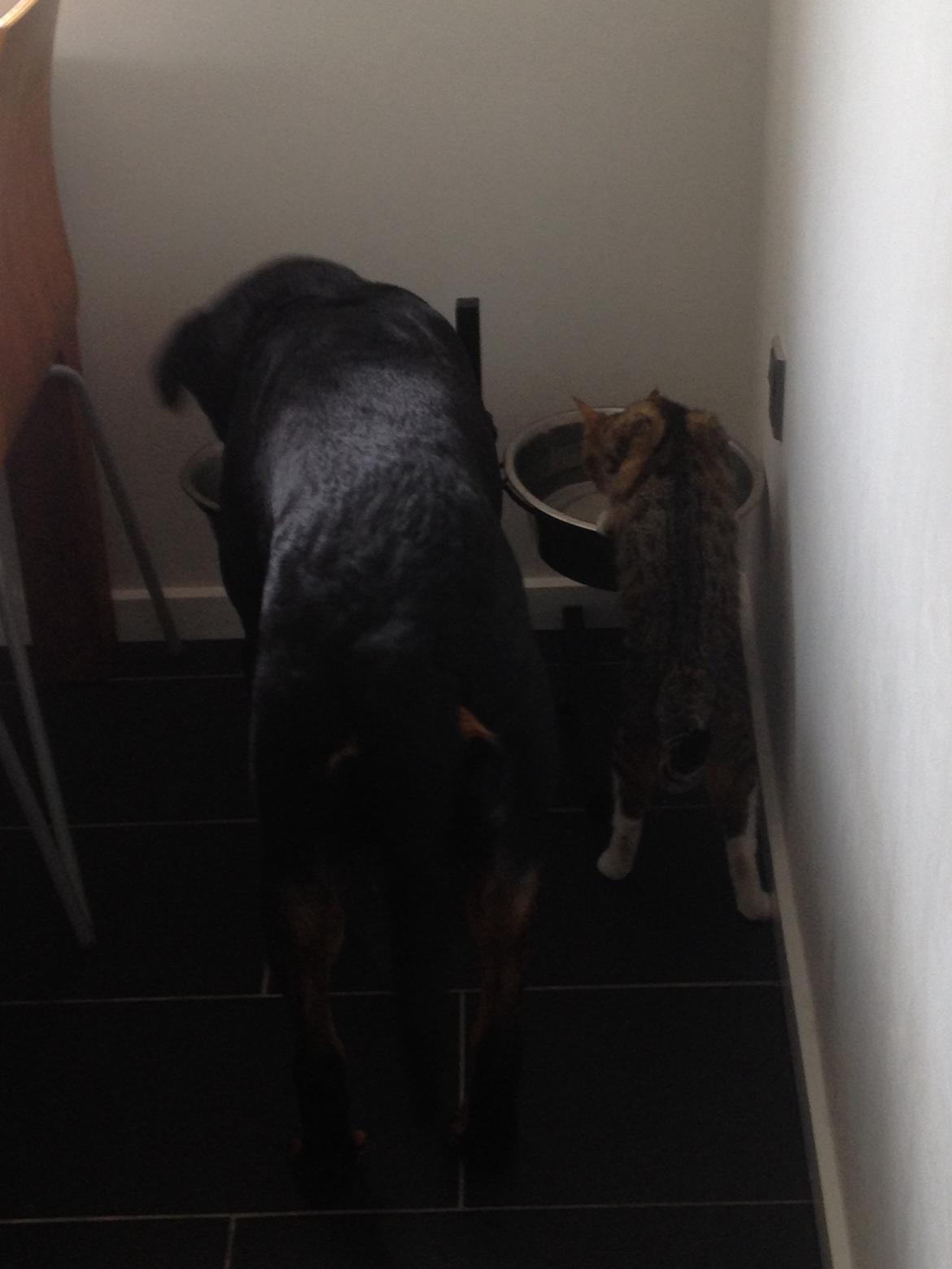 Rottweiler Anton billede 12