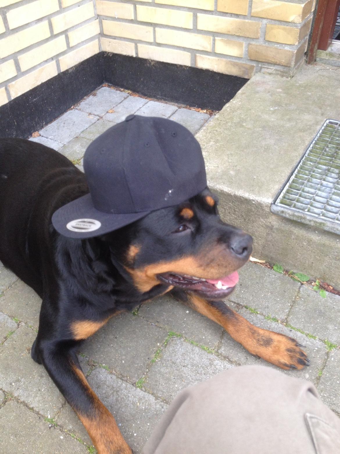 Rottweiler Anton billede 13