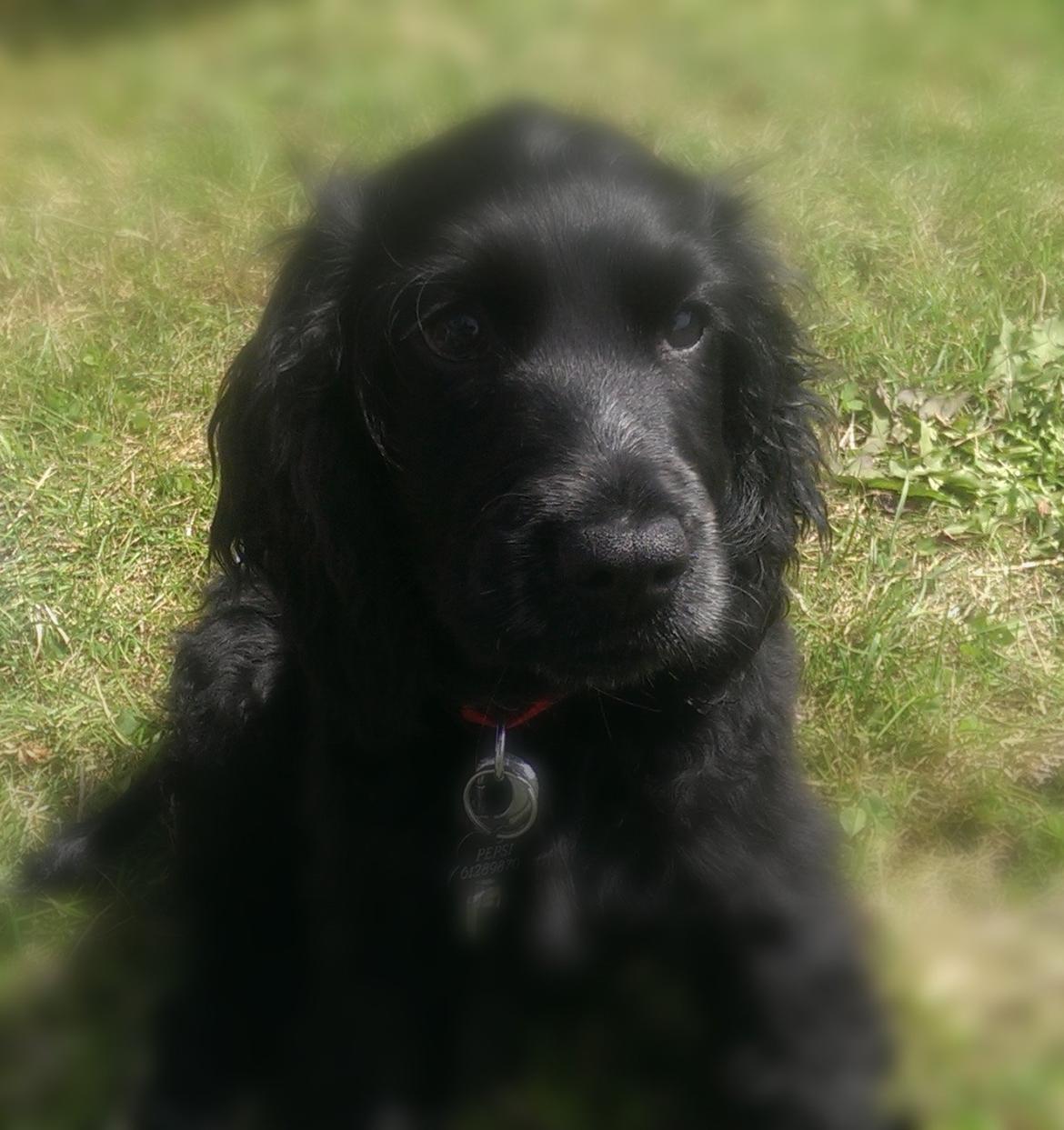 Cocker spaniel Pepsi billede 28