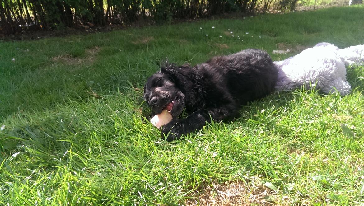 Cocker spaniel Pepsi billede 33